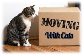 moving-with-cats